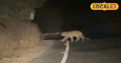 सिरोही में आबूरोड अंबाजी मार्ग पर नजर आया लेपर्ड