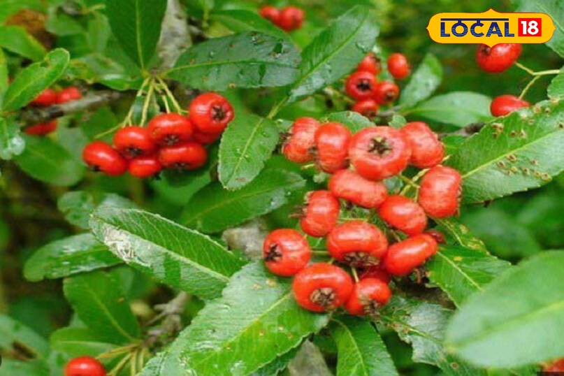 ghingharu in tradition ghingharu in tradition