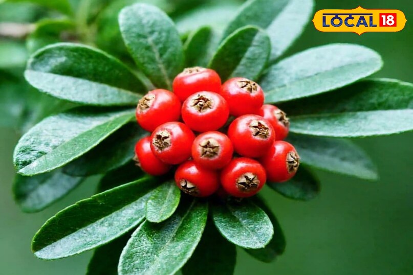 ghingaru in childhood and local pahadi life ghingaru in childhood and local pahadi life