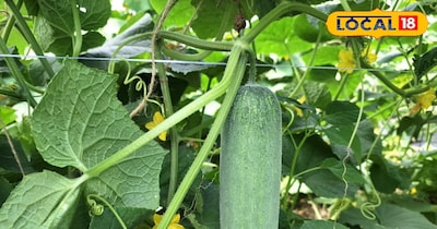 इन किस्मो की बाजारों में रहती है काफी डिमांड