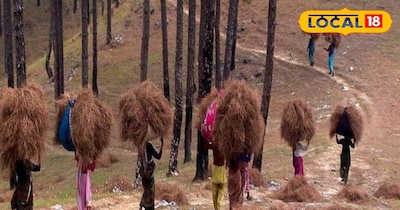 जंगलों को आग से बचाने के लिए उत्तराखंड में पीरूल एकत्रीकरण स्कीम चलाई जा रही है