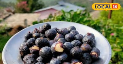 बेडू की खासियत