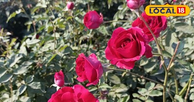 कश्मीरी गुलाब की बाजार में अच्छी डिमांड है.