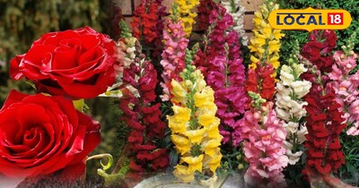 लिक्विड खाद 