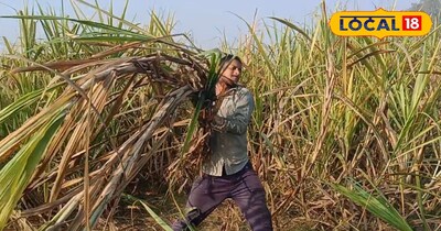 गन्ने की सहफसली खेती 