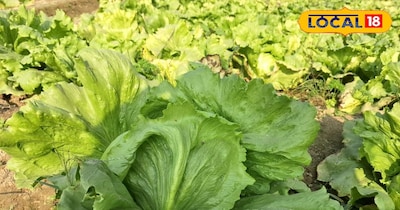 आइसबर्ग की बाजारों में रहती है काफी डिमांड