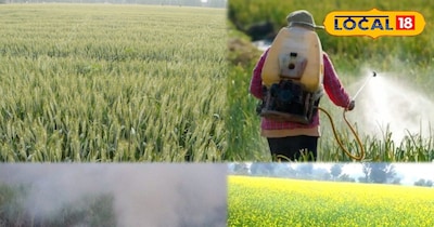 मावठ से पहले सही तैयारी ही बढ़ाएगी उत्पादन,गेहूं और सरसों के लिए खास सलाह...