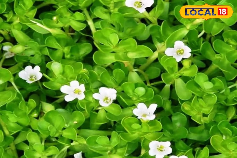 हेल्थ टिप्स 