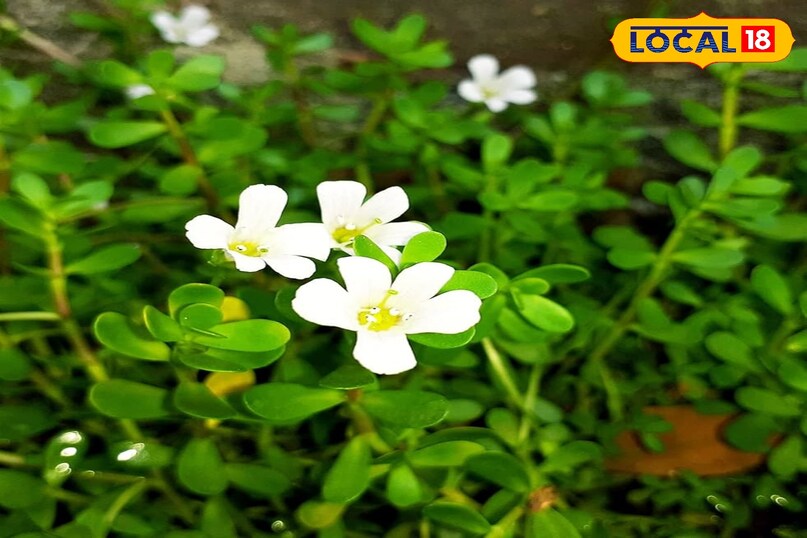 हेल्थ टिप्स 