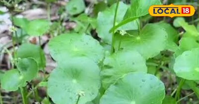 हेल्थ टिप्स 