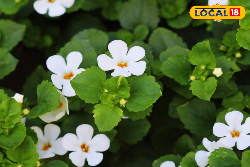 हेल्थ टिप्स 