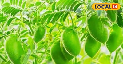 चने की खेती