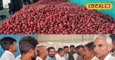 बंपर आवक से गुलजार जीवाणा अनार मंडी, तेज हुई खरीद-बिक्री...