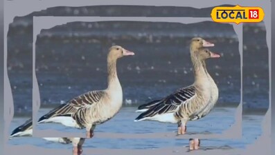 शाकाहारी बत्तख 