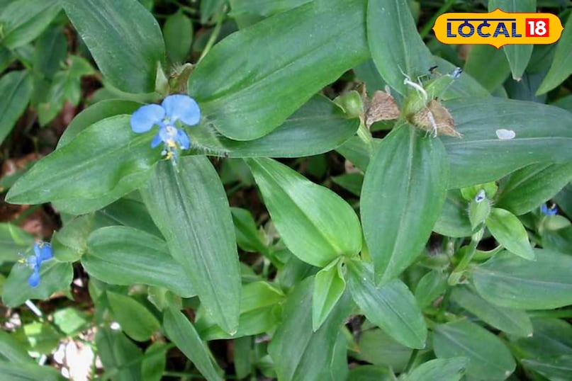 কানাকাউয়া উদ্ভিদ 