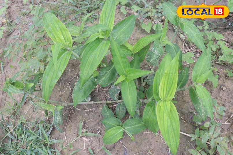 কানাকাউয়া উদ্ভিদ 