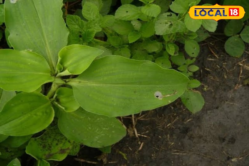 কানাকাউয়া উদ্ভিদ 