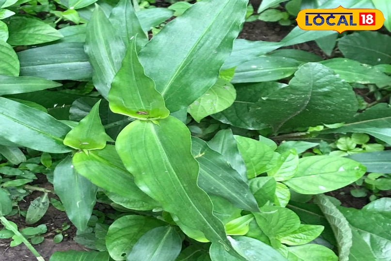 কানাকাউয়া উদ্ভিদ 