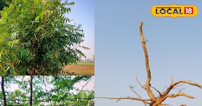 इन पेड़ों की जड़ है काफी अच्छी