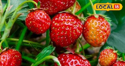 यह खेती किसानों को मालामाल कर देगी