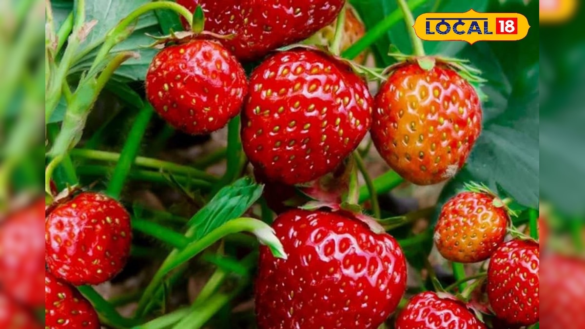 सर्दियों में घर पर उगाएं लाल सोना! गार्डनिंग से शानदार कमाई का ये है एक्सपर्ट फार्मूला