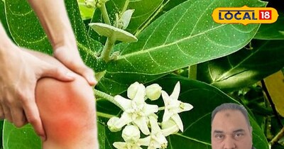 सर्दियों में जोड़ों का दर्द, खांसी या स्किन की परेशानी, आयुर्वेद का ये देसी पौधा