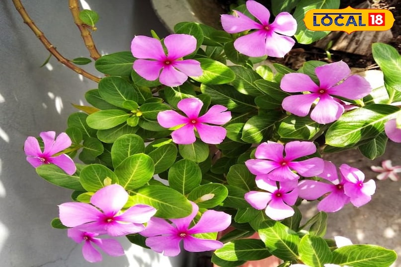 सदाबहार का पौधा 