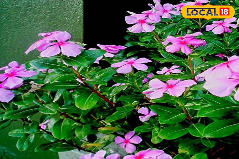 सदाबहार का पौधा 