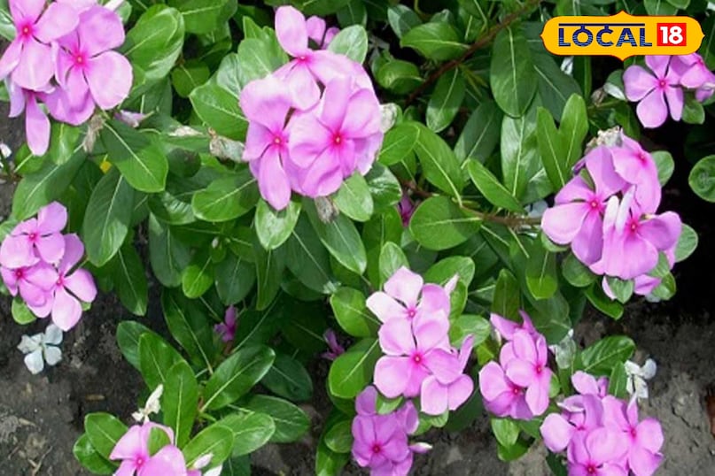 सदाबहार का पौधा 