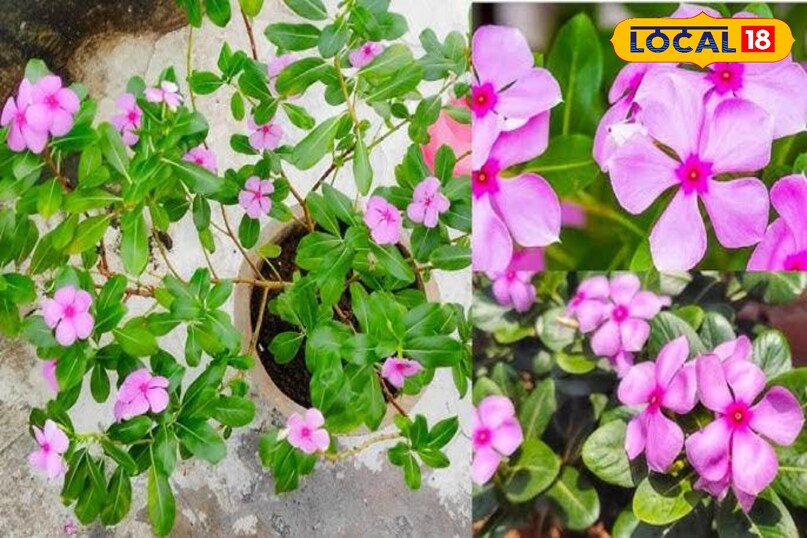 सदाबहार का पौधा 