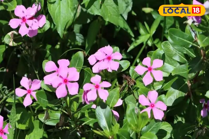 सदाबहार का पौधा 