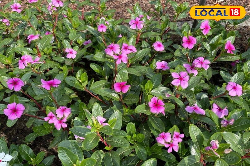 सदाबहार का पौधा 