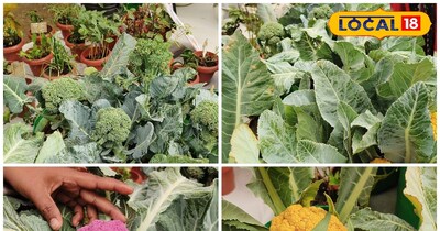 कलरफुल फूलगोभी