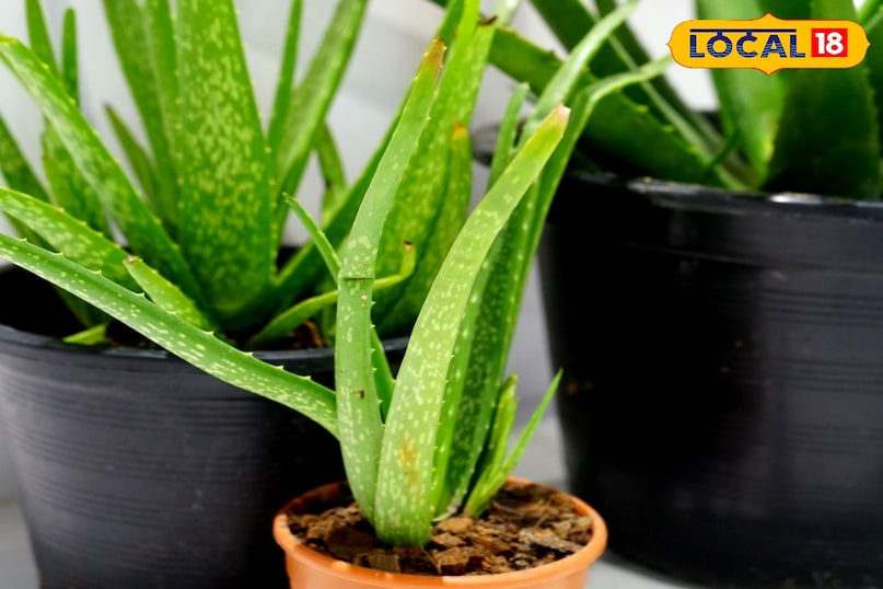 alovera jel alovera jel