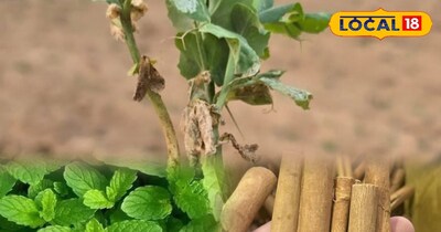 सर्दियों में पौधे पर लगी फंगस