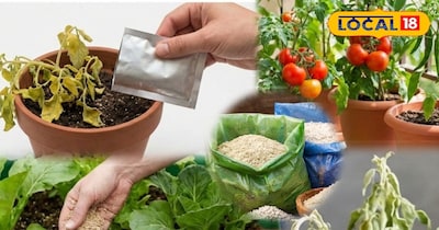 एक पैकेट एक गमले के लिए पर्याप्त है.