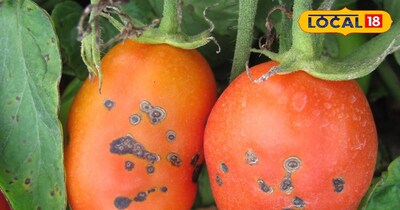 प्रतीकात्मक तस्वीर 