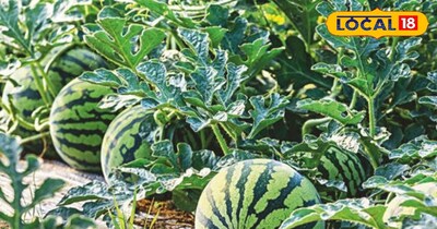 अगेती तरबूज की बुवाई 