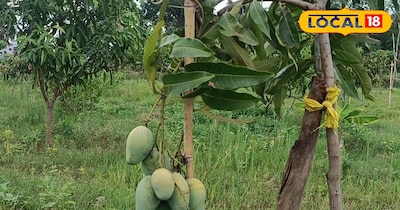 आंधी या तूफान... आम को नहीं होगा नुकसान! 