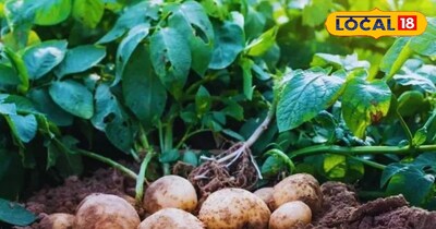 आलू की खेती 