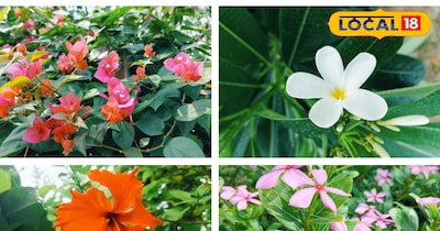 फरवरी माह में लगाएं ये फूलदार पौधे 