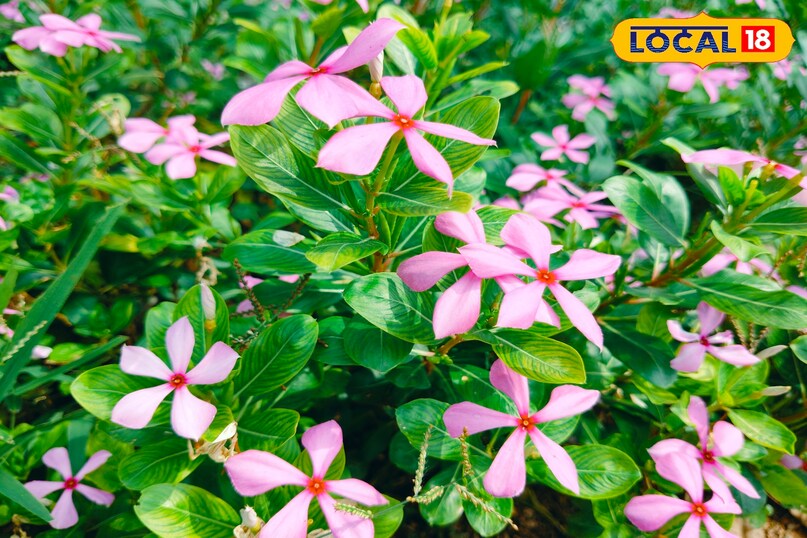 Sadabahar Flower Sadabahar Flower