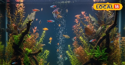 प्रतीकात्मक तस्वीर