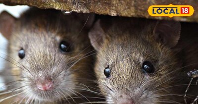 नैनीताल की पहाड़ियों को खोखला कर रहे हैं चूहें 