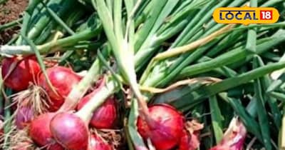 ये किस्मे बेहद कम दिनों में हो जाती है तैयार