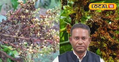 इस रोग को पाउडरी मिलड्यू कहा जाता है.