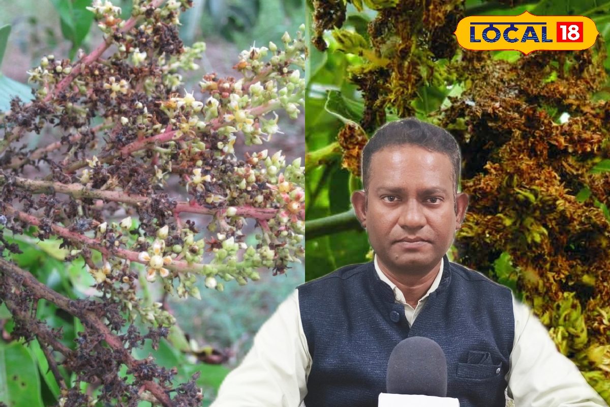 आम के बौर पर सफेद परत दिखी ये है खतरे की घंटी तुरंत करें ये एक्सपर्ट उपाय