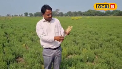 मसूर पीली 