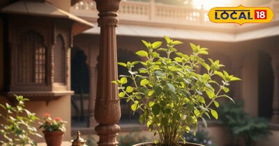 तुलसी... घर में सुख, शांति और सकारात्मक ऊर्जा.