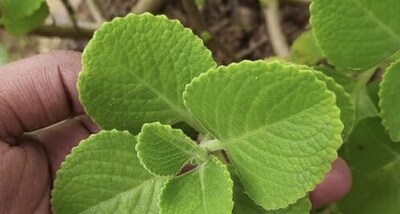 प्रतीकात्मक तस्वीर